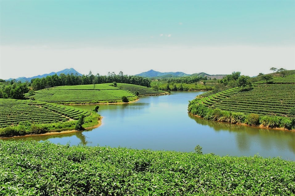 Thanh Chuong Tea Hill